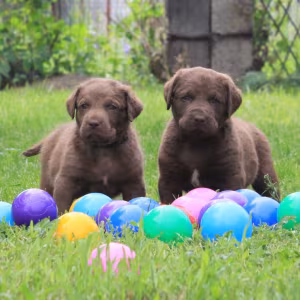 Charming Chesapeake Bay Retriever Puppies for Sale!