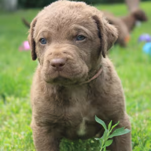 Charming Chesapeake Bay Retriever Puppies for Sale!