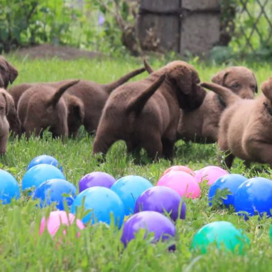 Charming Chesapeake Bay Retriever Puppies for Sale!
