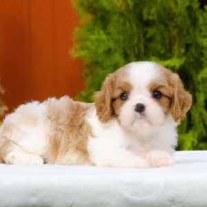 Cavalier King Charles Spaniel puppies available for sale