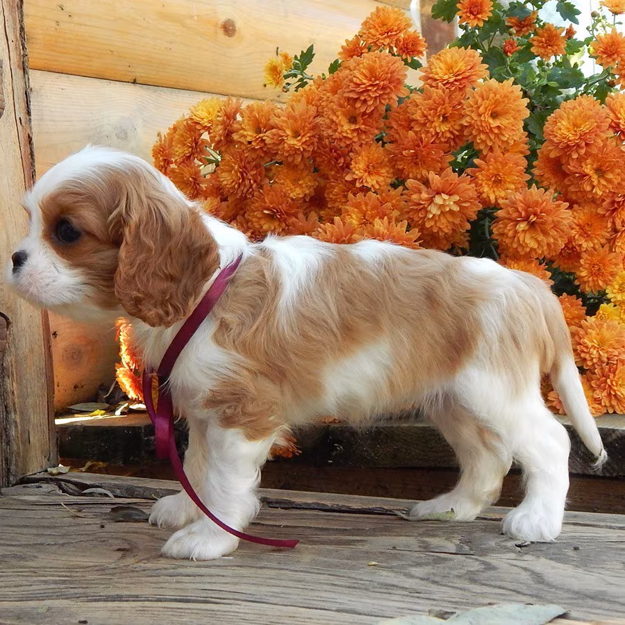 Beautiful Cavalier King Charles Spaniel puppies available for sale!