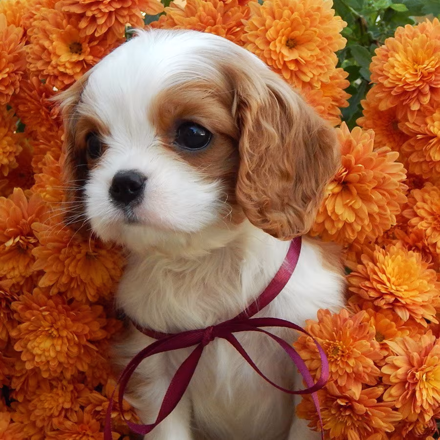 Beautiful Cavalier King Charles Spaniel puppies available for sale!