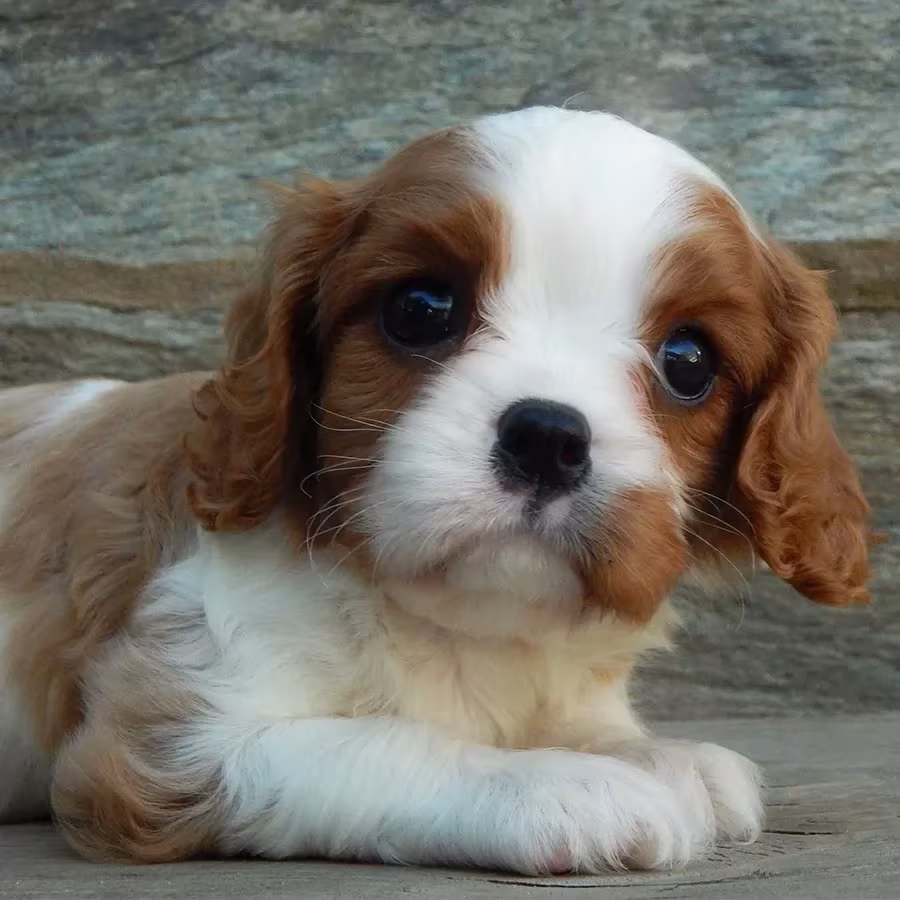 Beautiful Cavalier King Charles Spaniel puppies available for sale!