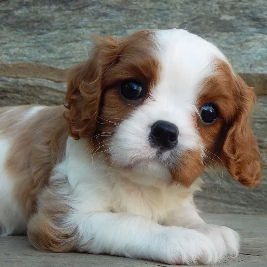 Beautiful Cavalier King Charles Spaniel puppies available for sale!
