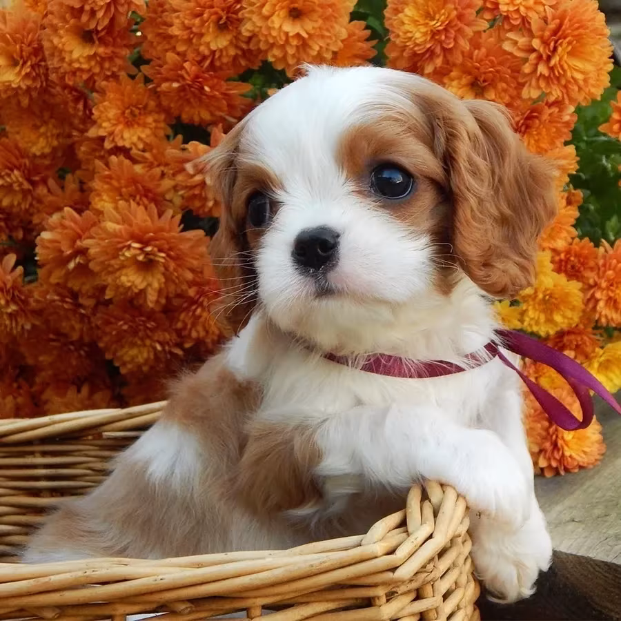 Beautiful Cavalier King Charles Spaniel puppies available for sale!