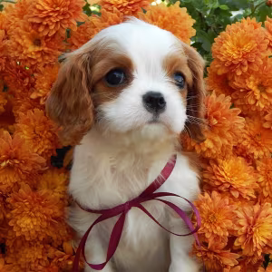 Beautiful Cavalier King Charles Spaniel puppies available for sale!