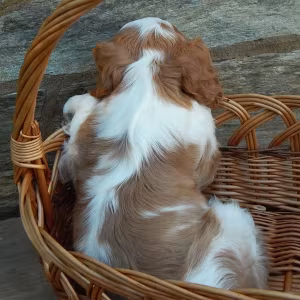 Beautiful Cavalier King Charles Spaniel puppies available for sale!