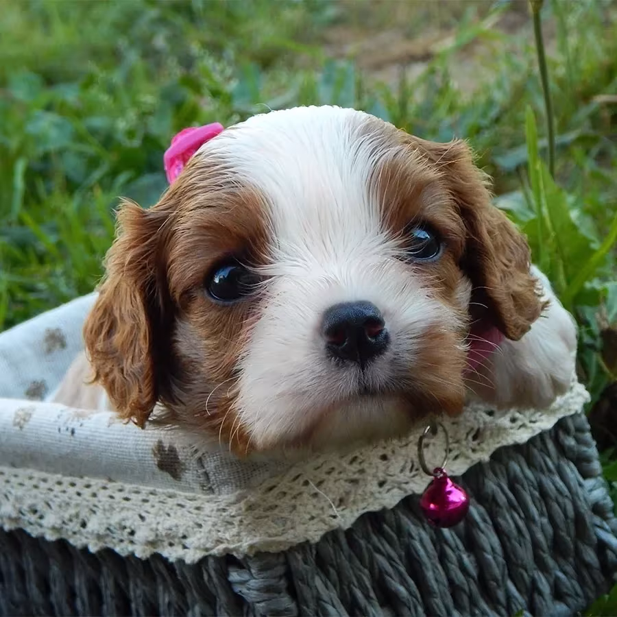 Beautiful Cavalier King Charles Spaniel puppies available for sale!
