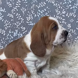 Basset Hound Puppies Looking for a Home in CA (California)