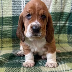 Basset Hound Puppies Looking for a Home in CA (California)