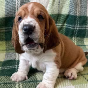 Basset Hound Puppies Looking for a Home in CA (California)