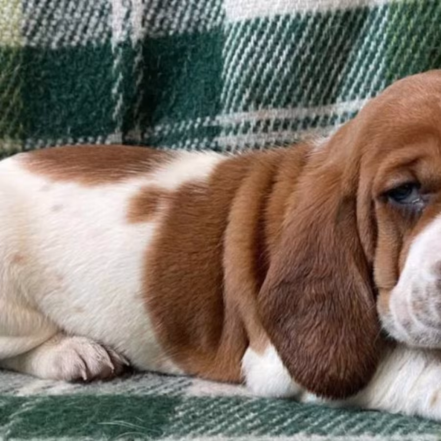 Basset Hound Puppies Looking for a Home in CA (California)