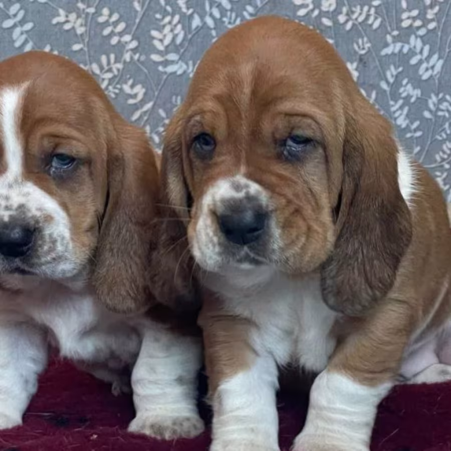 Basset Hound Puppies Looking for a Home in CA (California)