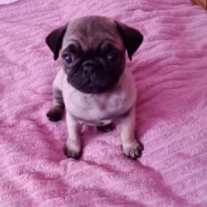 Pug Puppies for Sale in California (CA)