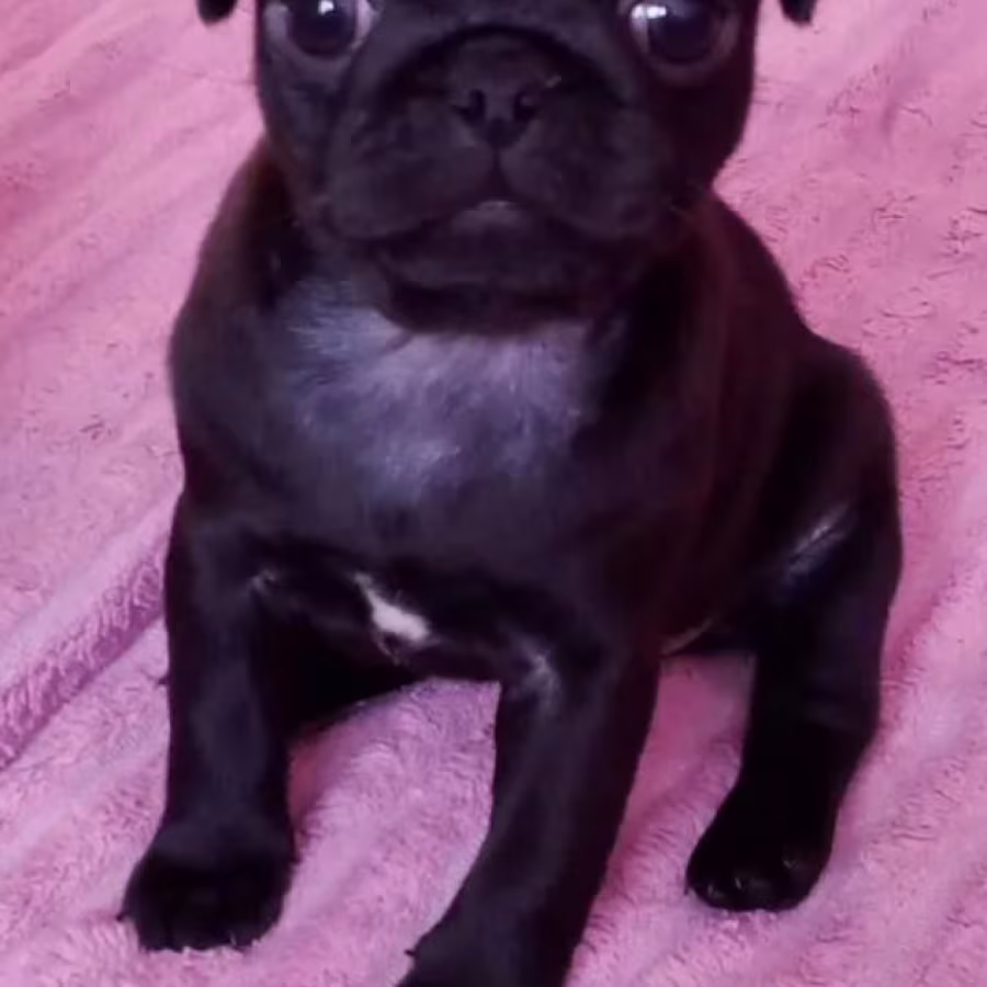 Pug Puppies for Sale in California (CA)