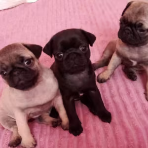 Pug Puppies for Sale in California (CA)