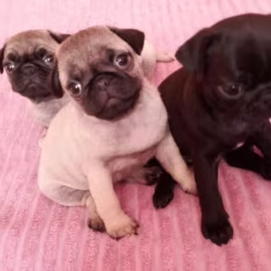 Pug Puppies for Sale in California (CA)