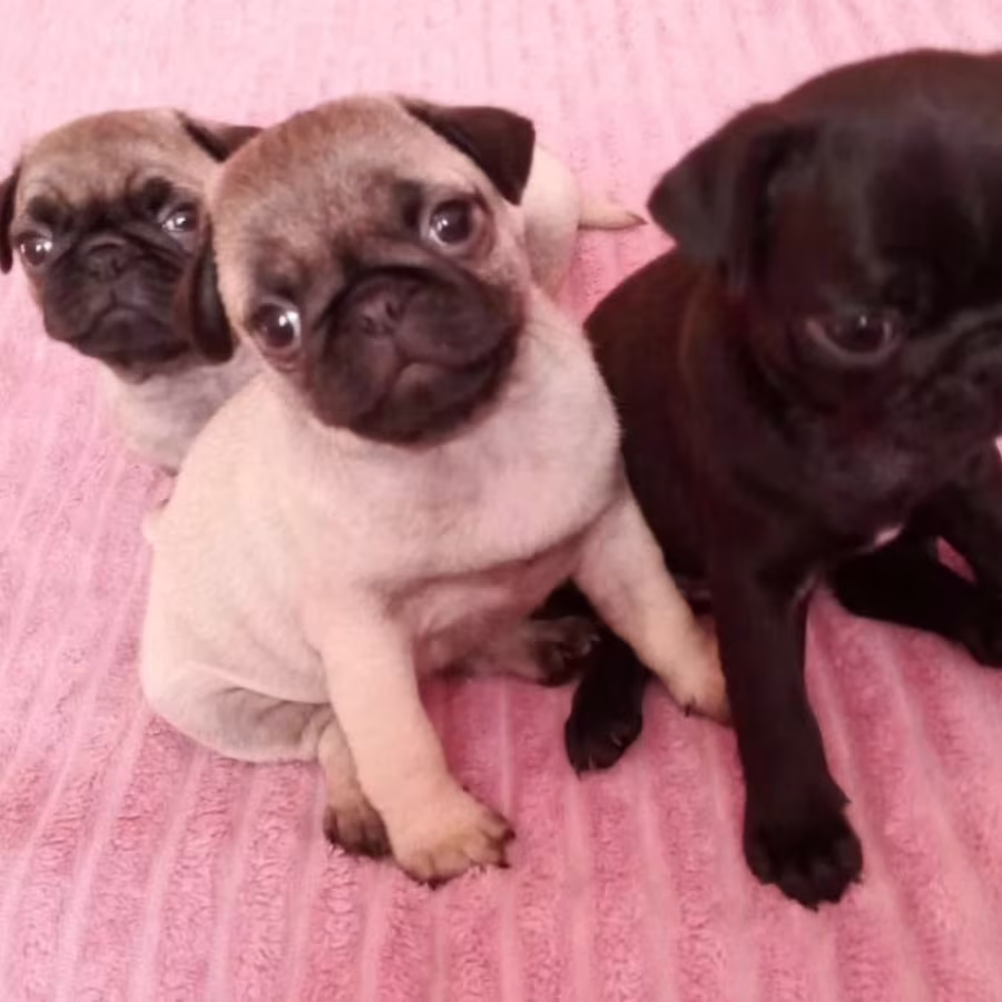Pug Puppies for Sale in California (CA)