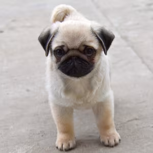 Pug Girl Ready for Adoption in Texas (TX)