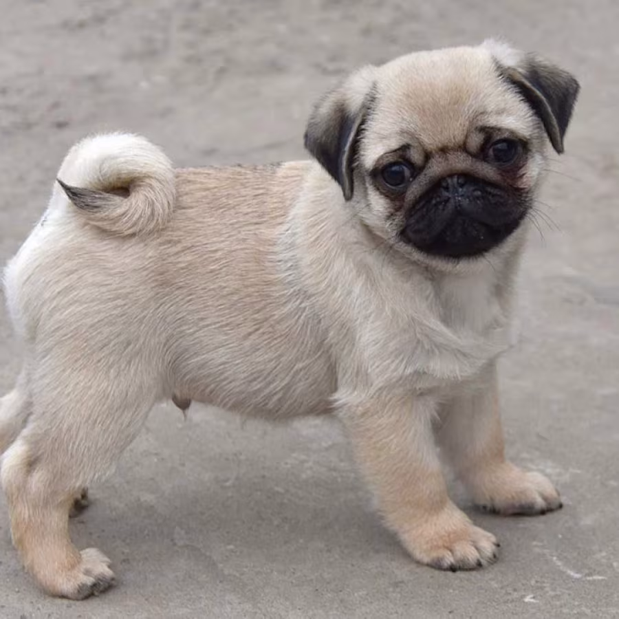 Pug Girl Ready for Adoption in Texas (TX)