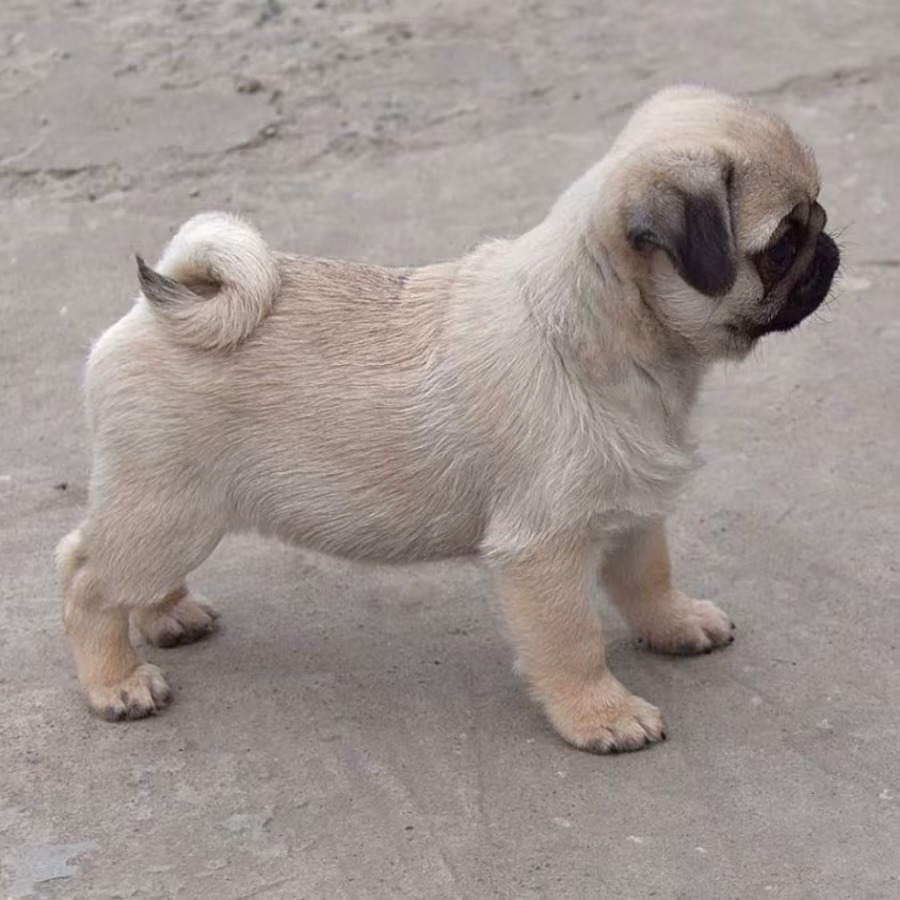 Pug Girl Ready for Adoption in Texas (TX)