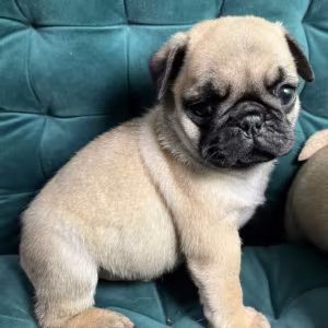 Pug Boy and Girl for Sale in Michigan (MI)
