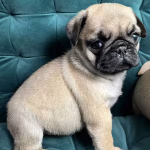 Pug Boy and Girl for Sale in Michigan (MI)