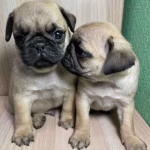 Pug Boy and Girl for Sale in Michigan (MI)