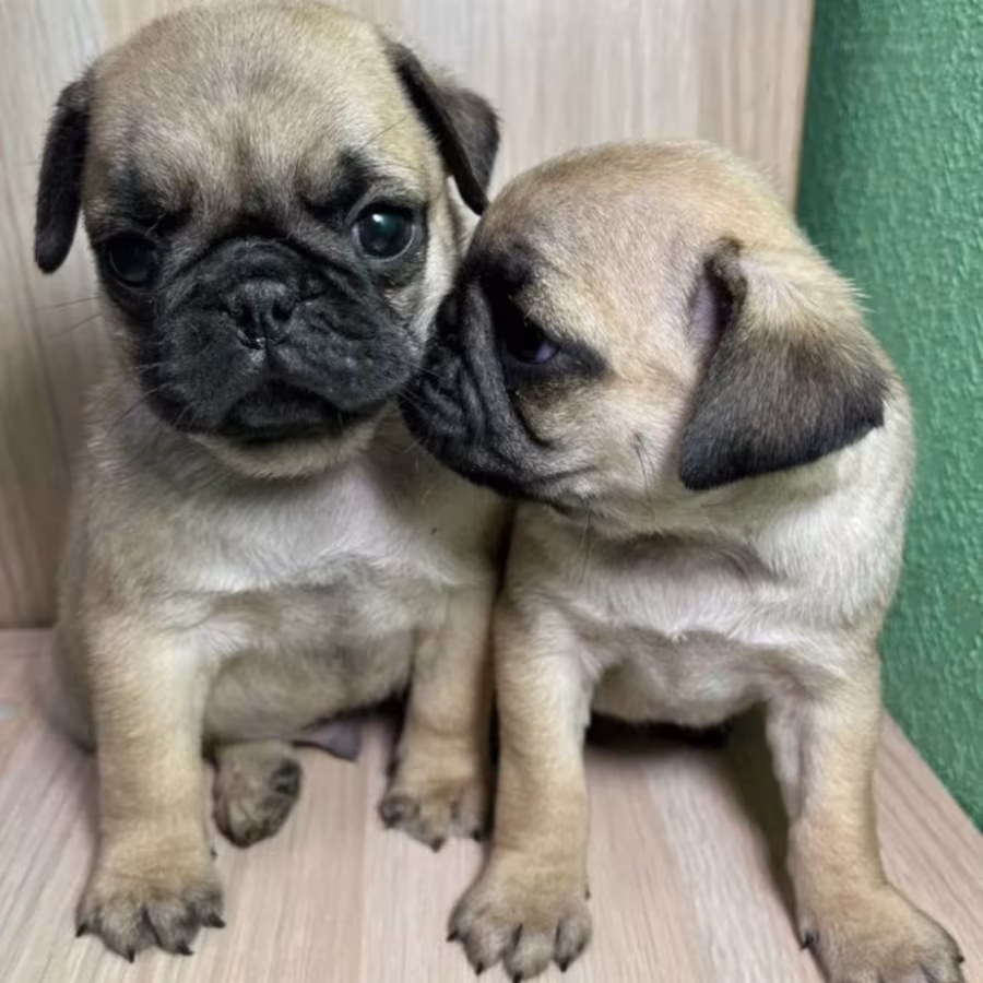 Pug Boy and Girl for Sale in Michigan (MI)