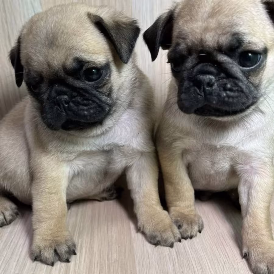 Pug Boy and Girl for Sale in Michigan (MI)