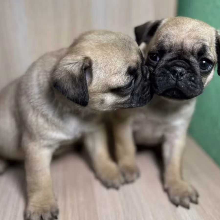 Pug Boy and Girl for Sale in Michigan (MI)