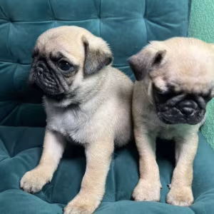 Pug Boy and Girl for Sale in Michigan (MI)