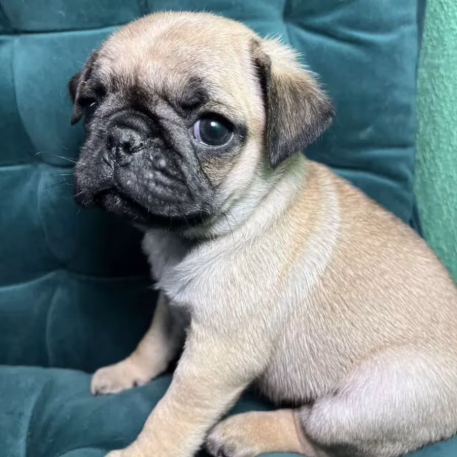 Pug Boy and Girl for Sale in Michigan (MI)