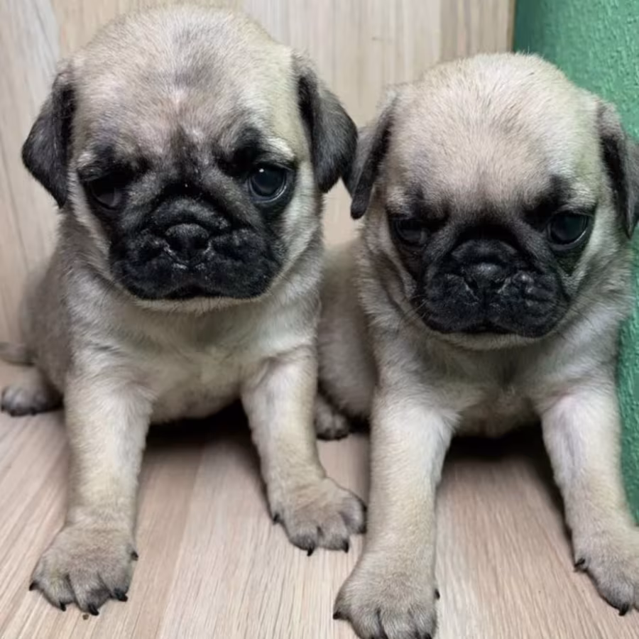 Pug Boy and Girl for Sale in Michigan (MI)