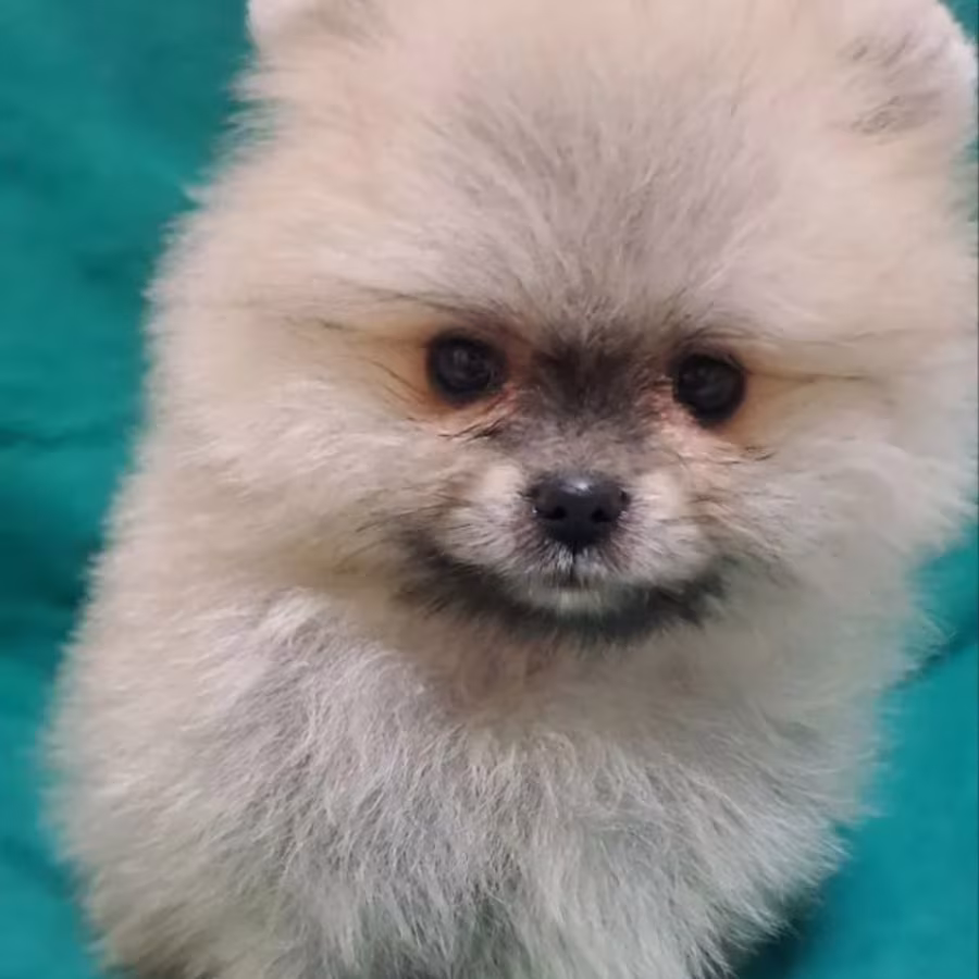 Pomeranian Puppies in California (CA)