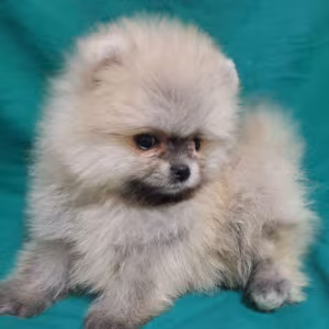Pomeranian Puppies in California (CA)