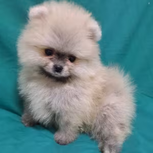 Pomeranian Puppies in California (CA)