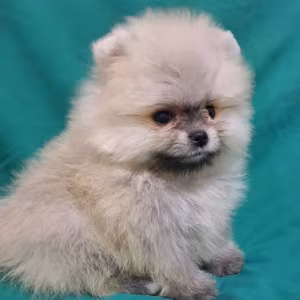 Pomeranian Puppies in California (CA)