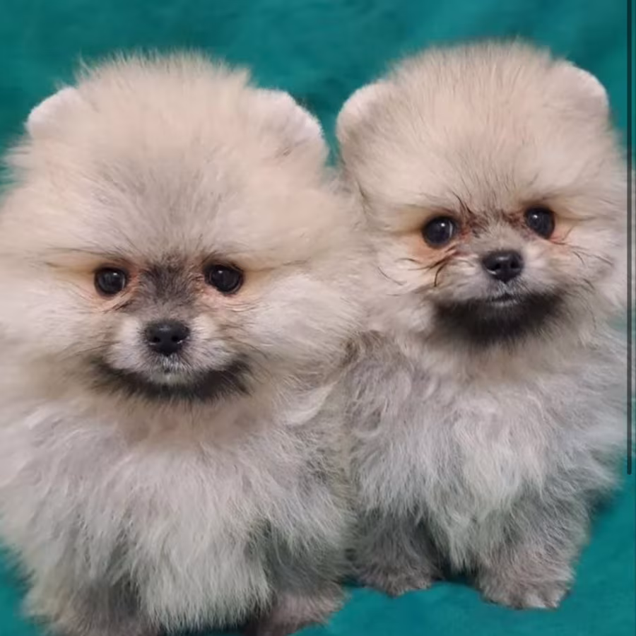 Pomeranian Puppies in California (CA)