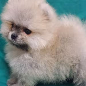 Pomeranian Puppies in California (CA)