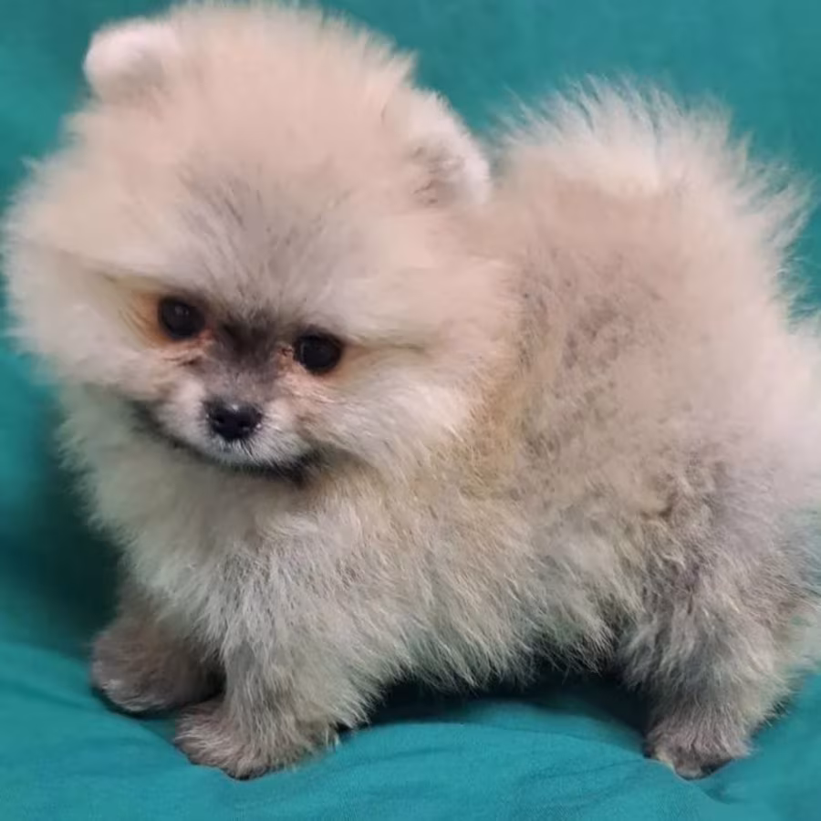 Pomeranian Puppies in California (CA)