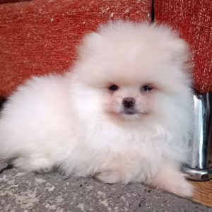 Two Pomeranian Girls Looking for a Home in Texas (TX)