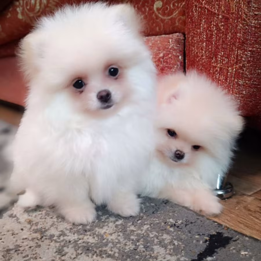 Two Pomeranian Girls Looking for a Home in Texas (TX)