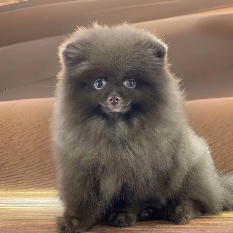 Pomeranian Boy Looking for a Home in Texas (TX)