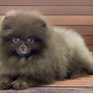 Pomeranian Boy Looking for a Home in Texas (TX)