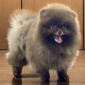 Pomeranian Boy Looking for a Home in Texas (TX)