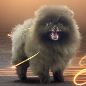 Pomeranian Boy Looking for a Home in Texas (TX)
