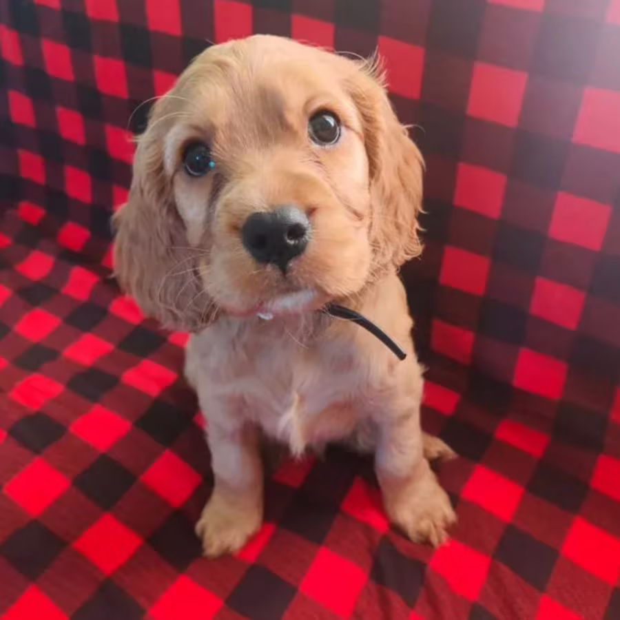 Cocker Spaniel Puppies, Boys and Girls for Sale in New York (NY)
