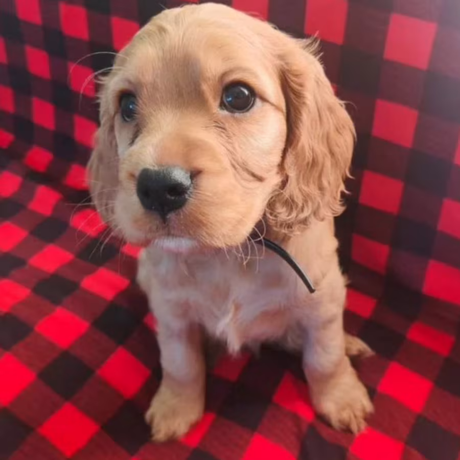 Cocker Spaniel Puppies, Boys and Girls for Sale in New York (NY)