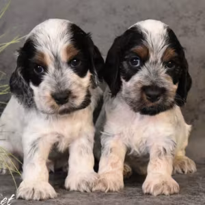 Two American Cocker Spaniel Girls Looking for a Home in Michigan (MI)